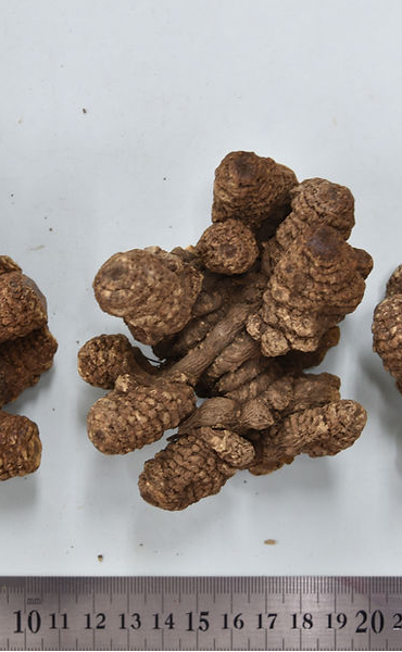 生薬とは・・・